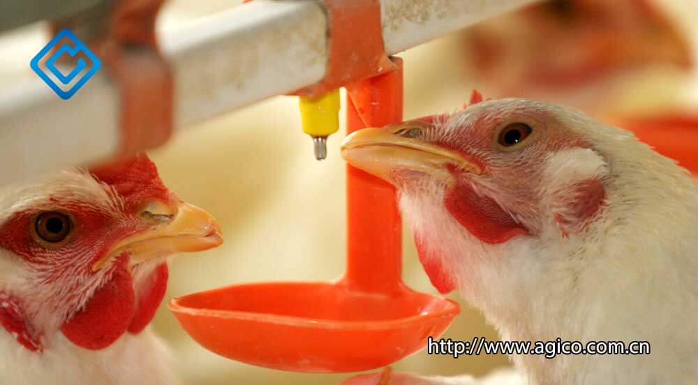Poultry drinking systems for sale