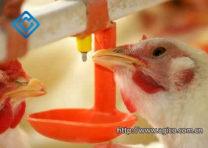 Automatic poultry drinking systems