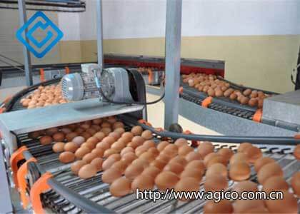 Top 7 Must-Have Poultry Farm Equipment for Successful Farming
