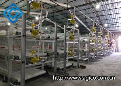 Automatic Poultry Manure Removal System