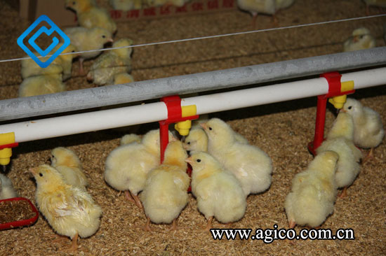 Poultry Nipple System for Cage Free Poultry Farming