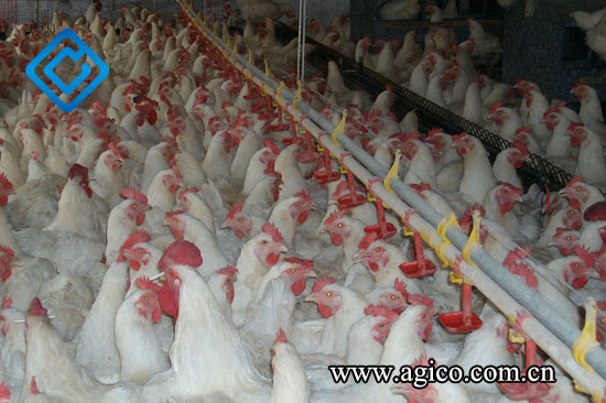 Poultry Nipple System for Cage Free Poultry Farming