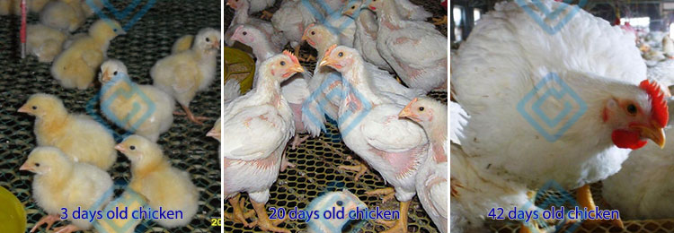 The three growth stages of 45 days chicken