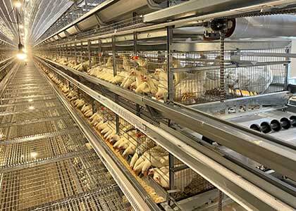 How to Choose Suitable Chicken Cage for Your Poultry House?