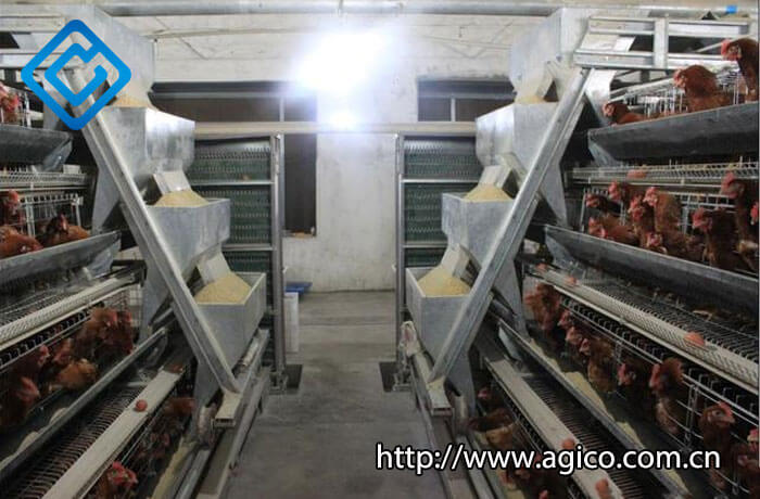 Why You Should Consider Switching to Automatic Poultry Feeder for Broiler